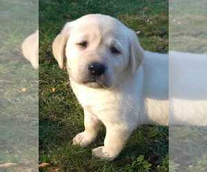 Labrador Retriever Litter for sale in OLYMPIA, WA, USA