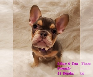 French Bulldog Litter for sale in LAVERNIA, TX, USA