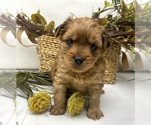 YorkiePoo Litter for sale in SELLERSBURG, IN, USA