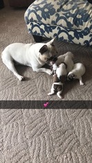 French Bulldog Litter for sale in LOUISVILLE, KY, USA