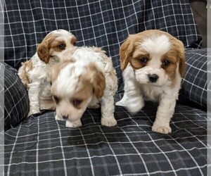Cavachon Litter for sale in FRESNO, OH, USA