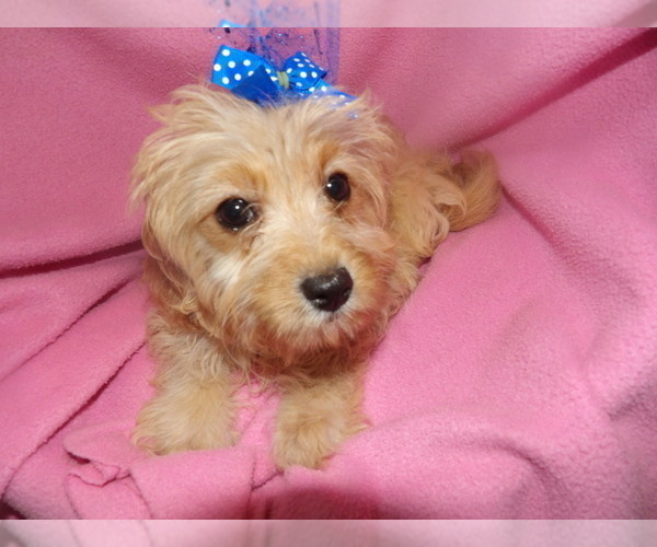 Medium Photo #1 Cavapoo Puppy For Sale in PATERSON, NJ, USA