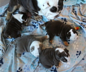 English Bulldog Litter for sale in DES MOINES, IA, USA