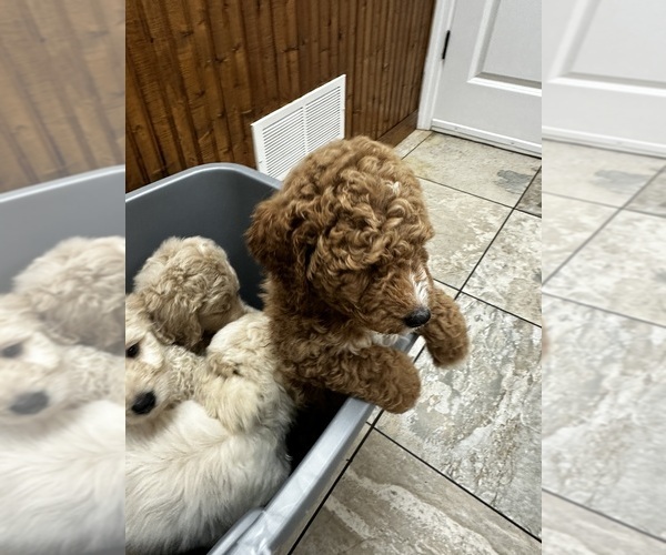 Medium Photo #1 Goldendoodle Puppy For Sale in EUREKA, MO, USA