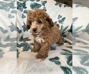Poodle (Miniature) Litter for sale in FREDERICK, MD, USA