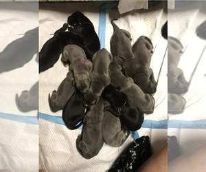 Great Dane Litter for sale in BEND, OR, USA