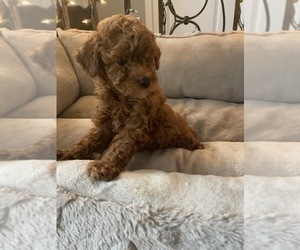 Poodle (Miniature) Litter for sale in BALTIMORE, MD, USA