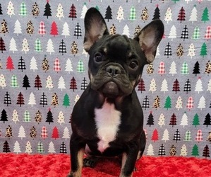 French Bulldog Litter for sale in BLAKESBURG, IA, USA