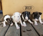 Small Photo #1 Bull Terrier Puppy For Sale in TALBOTTON, GA, USA