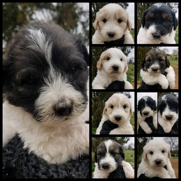Medium Photo #1 Pyredoodle Puppy For Sale in NASHVILLE, TN, USA