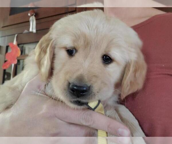 Medium Photo #1 Golden Retriever Puppy For Sale in PENROSE, CO, USA