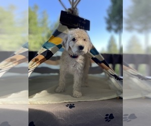 Labradoodle Litter for sale in POLLOCK PINES, CA, USA