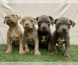 American Bully Litter for sale in KEENESBURG, CO, USA