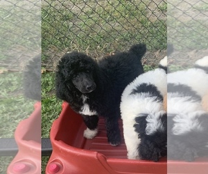 Poodle (Standard) Litter for sale in DUNN, NC, USA