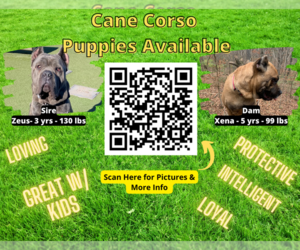 Cane Corso Litter for sale in MCDONOUGH, GA, USA
