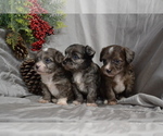 Small Chihuahua-Poodle (Toy) Mix