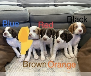Brittany Litter for sale in ENNIS, TX, USA