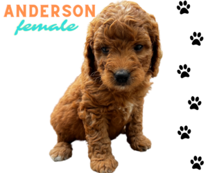 Goldendoodle (Miniature) Litter for sale in CLINTON, TN, USA