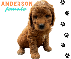 Medium Goldendoodle (Miniature)