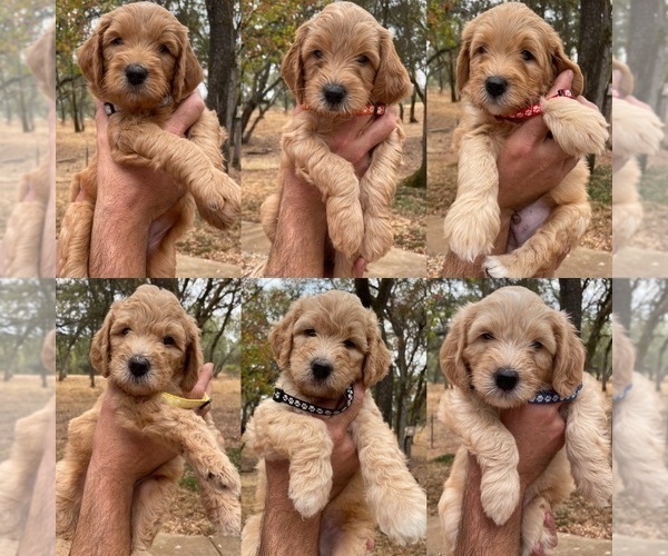 Medium Photo #1 Goldendoodle (Miniature) Puppy For Sale in SHINGLE SPRINGS, CA, USA