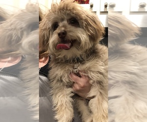 Bernedoodle Litter for sale in RICHMOND, MI, USA