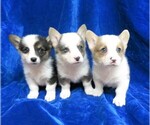 Small Pembroke Welsh Corgi