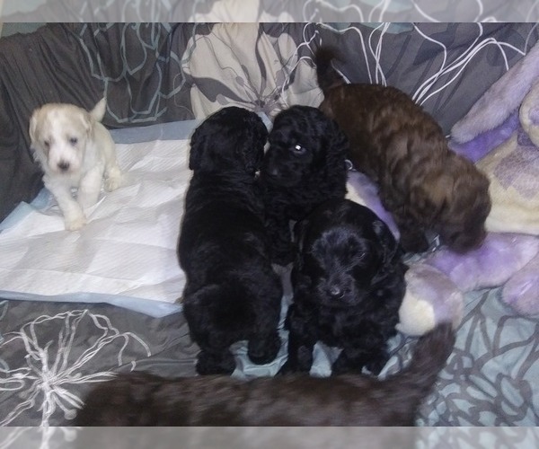 Medium Photo #1 Goldendoodle Puppy For Sale in DOVER FOXCROFT, ME, USA