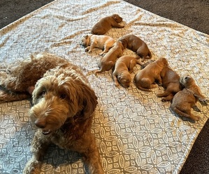 Goldendoodle Litter for sale in SANTA ANA, CA, USA