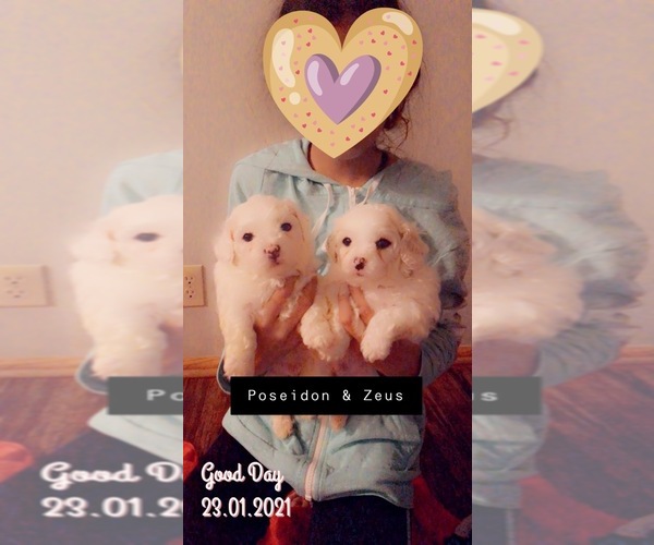 Medium Photo #1 Bichon Frise Puppy For Sale in RACINE, WI, USA