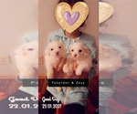 Small Photo #1 Bichon Frise Puppy For Sale in RACINE, WI, USA