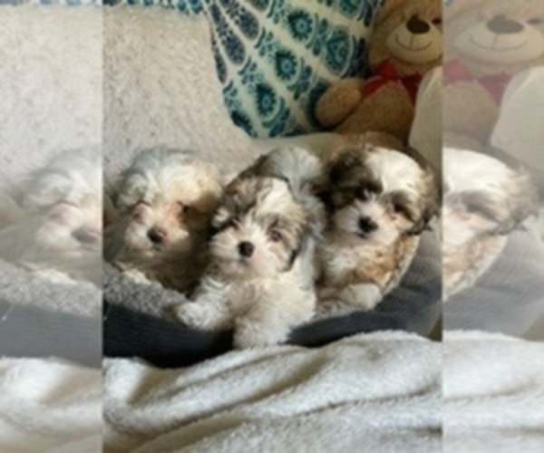 Medium Photo #1 Shih-Poo-Zuchon Mix Puppy For Sale in GALENA, NV, USA