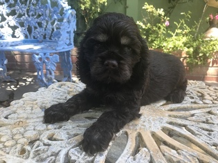 Cocker Spaniel Litter for sale in NORTH HIGHLANDS, CA, USA