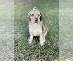 Aussie-Poo-Aussiedoodle Mix Litter for sale in VIDOR, TX, USA