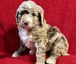 Small Miniature Bernedoodle