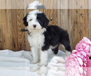 Sheepadoodle Litter for sale in SUGARCREEK, OH, USA