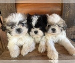 Small Photo #1 Shiranian Puppy For Sale in SAINT AUGUSTINE, FL, USA