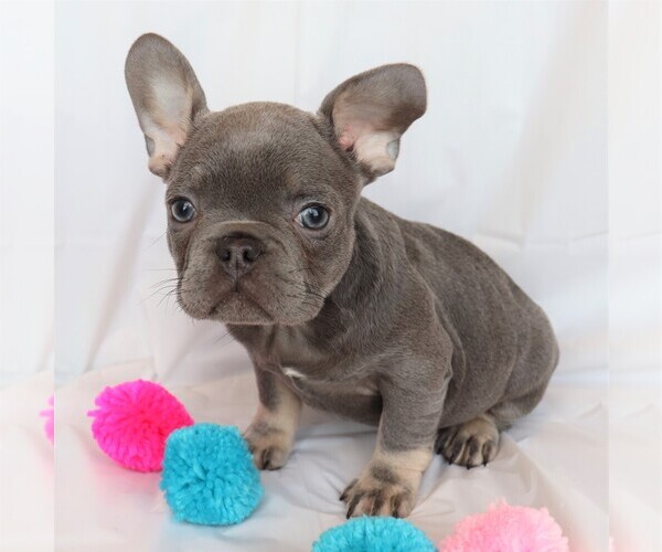 Medium Photo #1 French Bulldog Puppy For Sale in BELLE CENTER, MO, USA