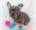 Small Photo #1 French Bulldog Puppy For Sale in BELLE CENTER, MO, USA
