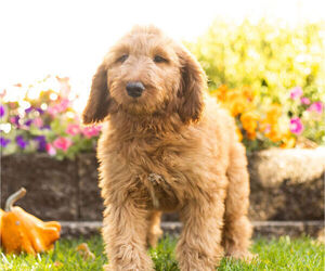 Goldendoodle Litter for sale in NAPPANEE, IN, USA