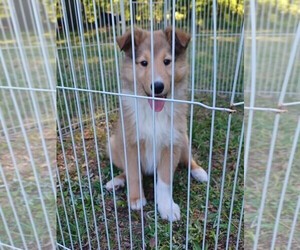Collie Litter for sale in CHARLOTTE, NC, USA