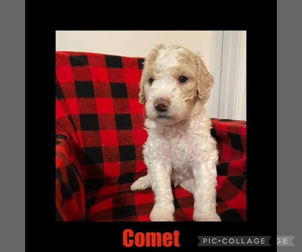 Medium Photo #1 Goldendoodle Puppy For Sale in TRINITY, NC, USA