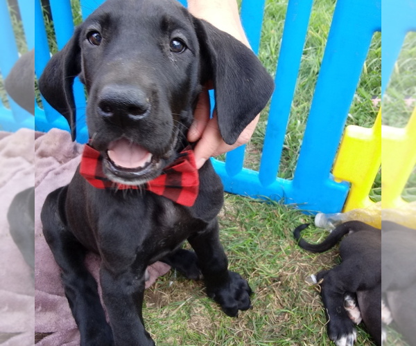 Medium Photo #1 Great Dane Puppy For Sale in PIERSON, MI, USA