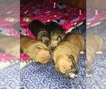 Small Photo #1 Boxer Puppy For Sale in KIMMELL, IN, USA
