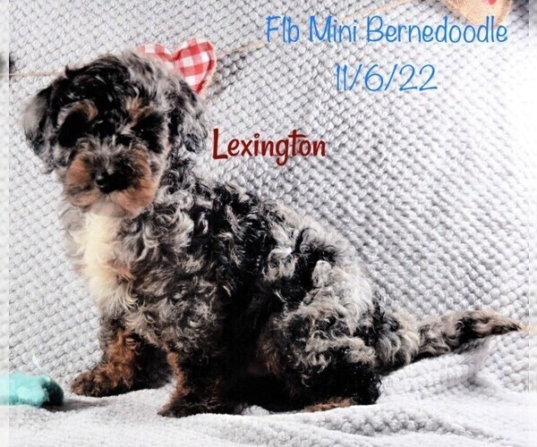 Medium Photo #1 Bernedoodle (Miniature) Puppy For Sale in SHIPSHEWANA, IN, USA
