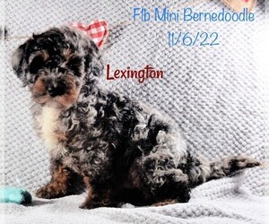 Bernedoodle (Miniature) Litter for sale in SHIPSHEWANA, IN, USA