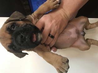 Boxer Litter for sale in CONROE, TX, USA