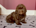 Small Photo #1 ShihPoo Puppy For Sale in MARIETTA, GA, USA