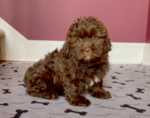 Small ShihPoo