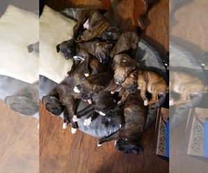 Boxer Litter for sale in SPRINGFIELD, IL, USA