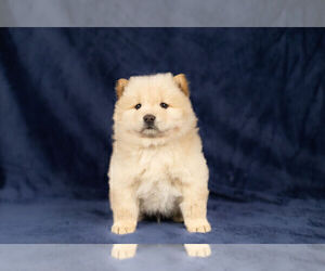 Chow Chow Litter for sale in NAPPANEE, IN, USA